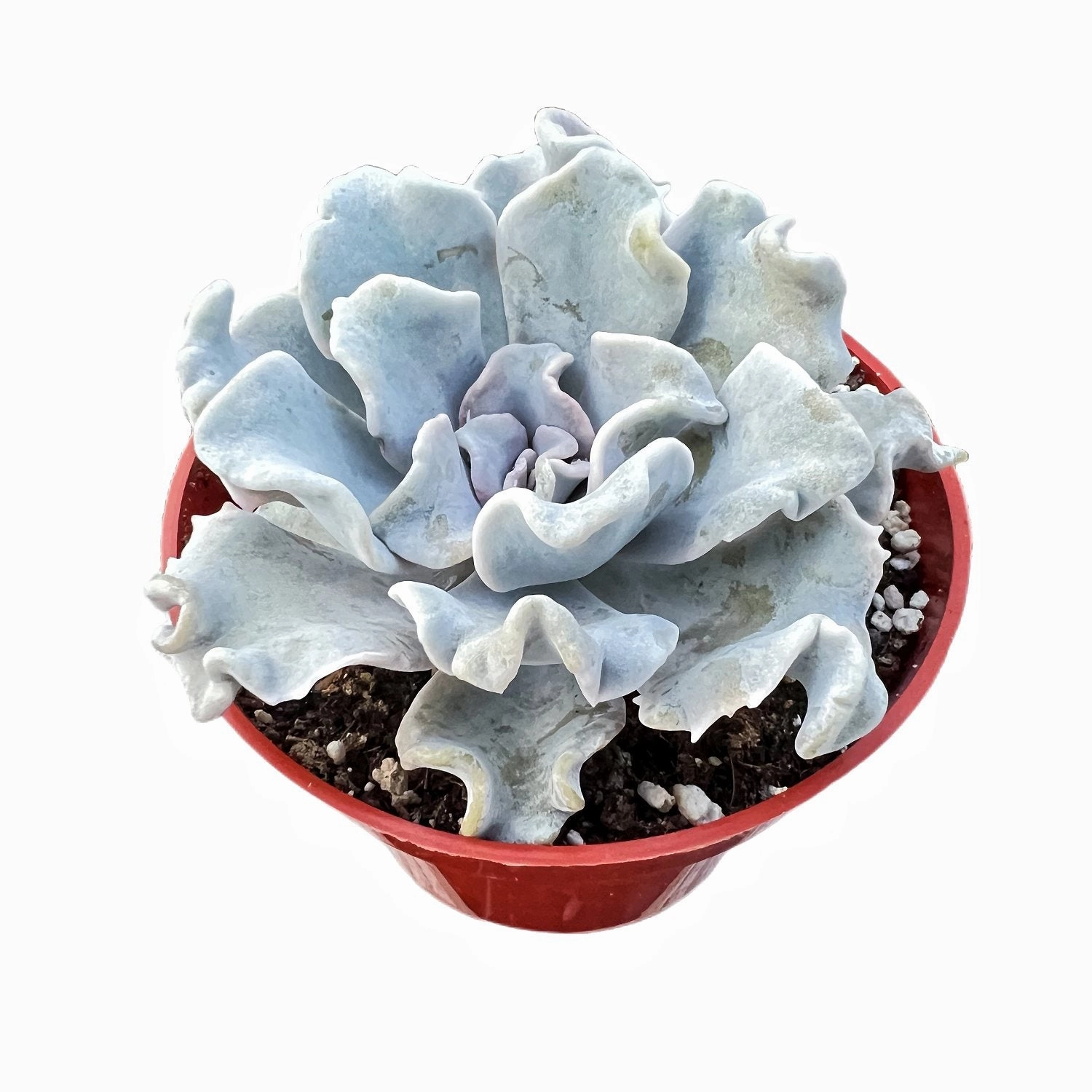 Echeveria Crispate Beauty (Rare) (4 inch)