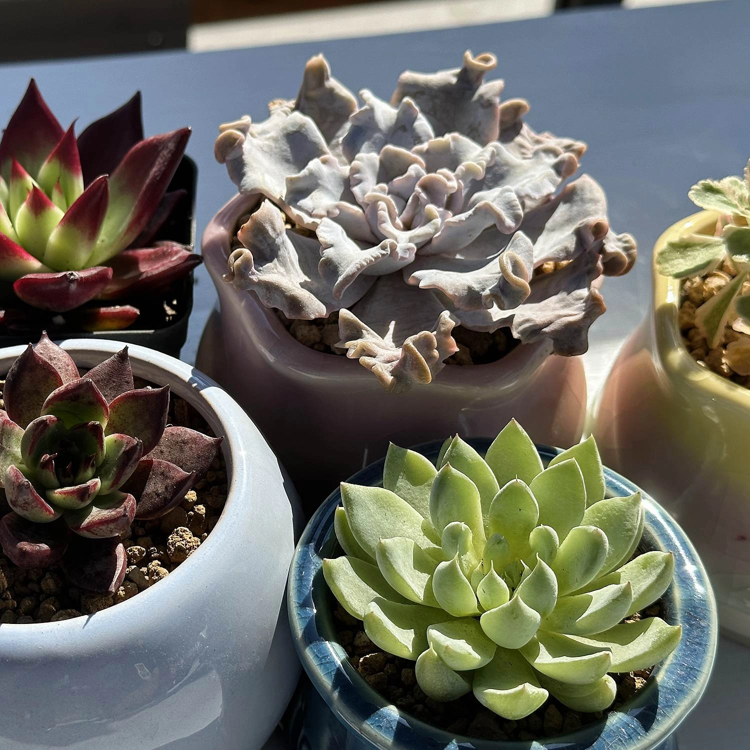 Echeveria Crispate Beauty (Rare) (4 inch)