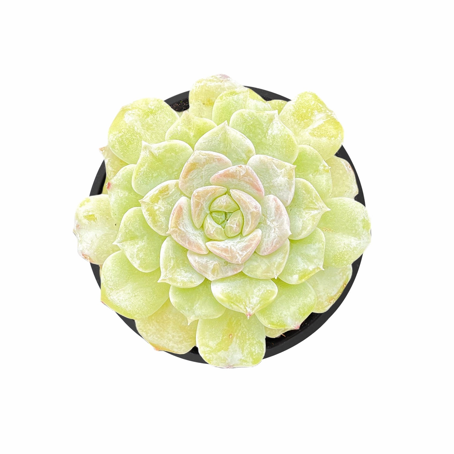 Echeveria Crystal Amber mini ornamental plant  