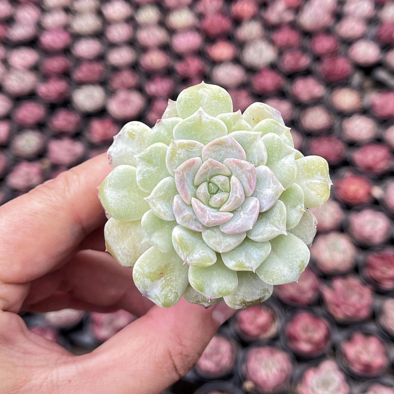 Echeveria Crystal Amber