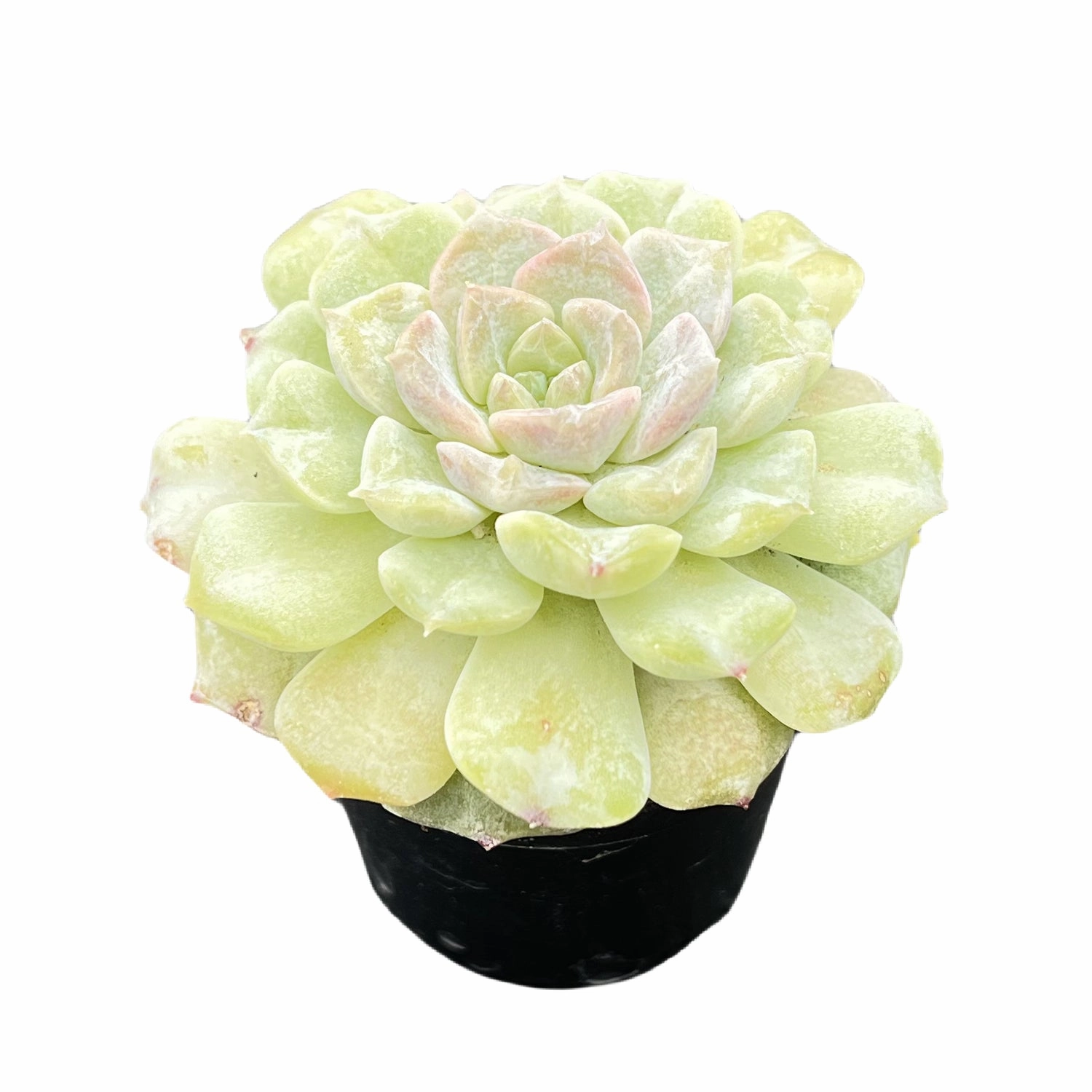 Echeveria Crystal Amber