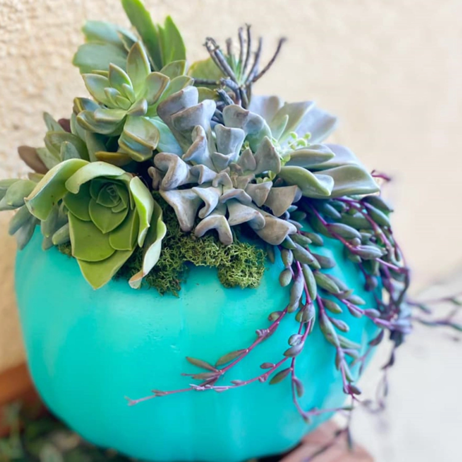 Echeveria Cubic Frost