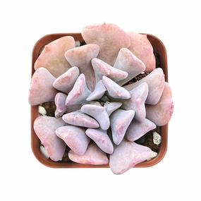 Echeveria Cubic Frost mini ornamental plant  