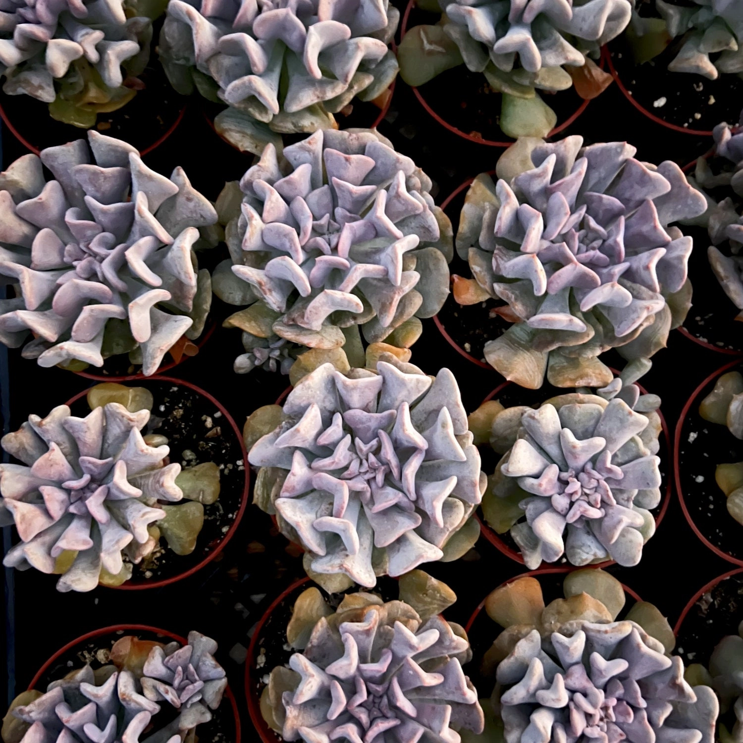 Echeveria Cubic Frost