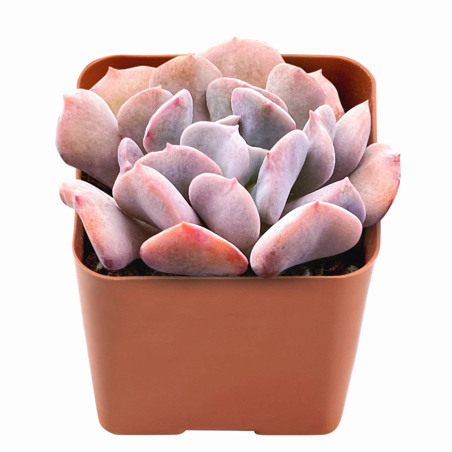 Echeveria Cubic Frost