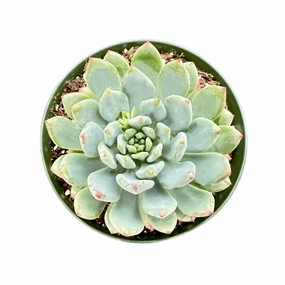 Echeveria cv. Blue Apple/ Blue Elf (4 inch) mini ornamental plant  
