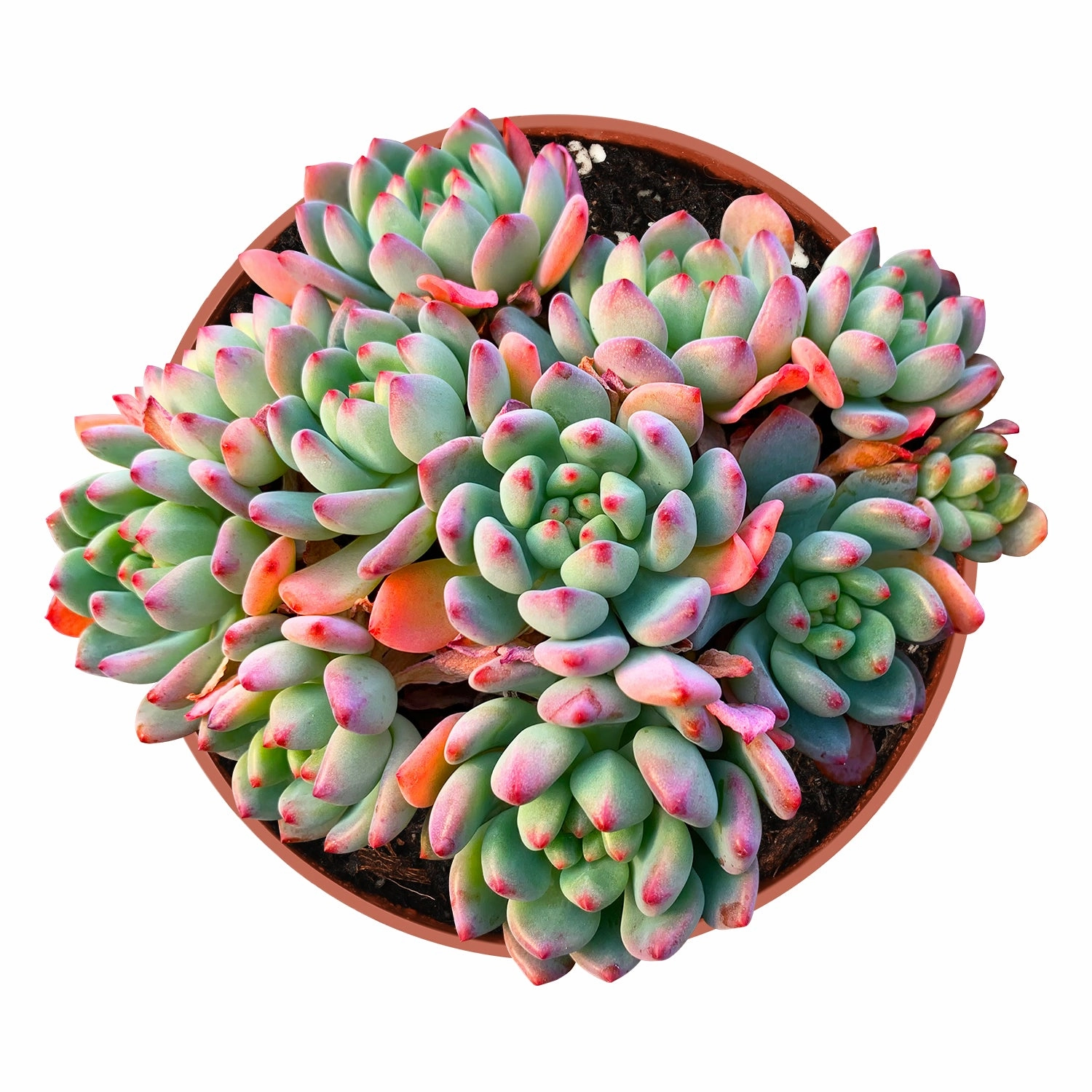 Echeveria cv. Blue Apple/ Blue Elf (4 inch)