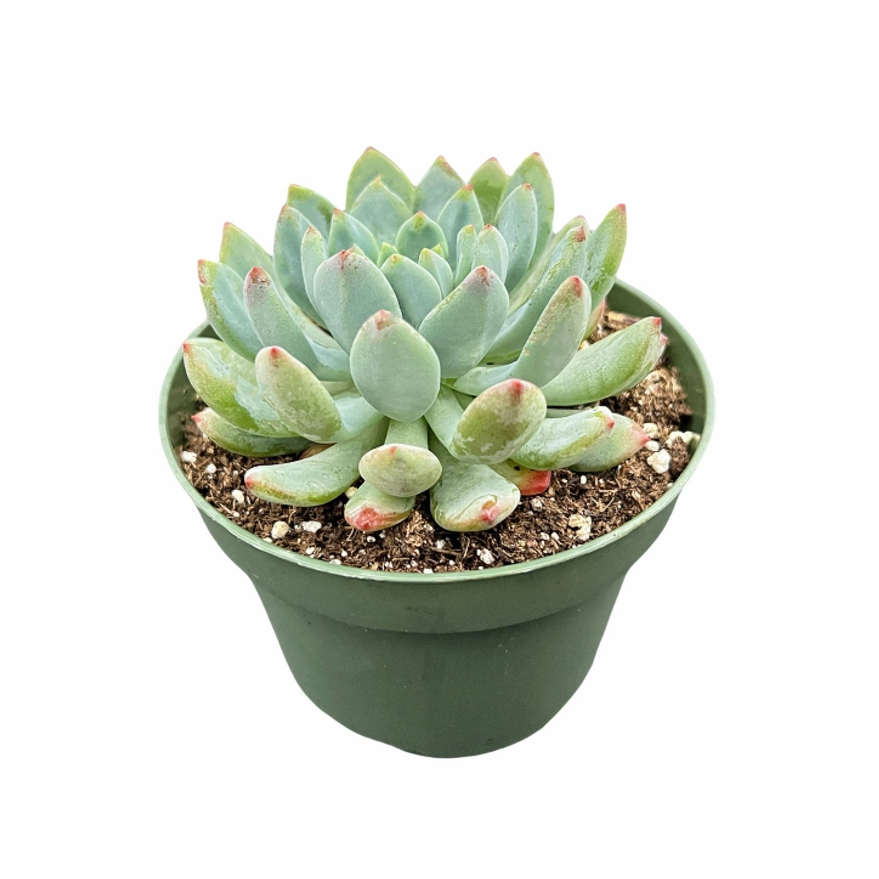 Echeveria cv. Blue Apple/ Blue Elf (4 inch)