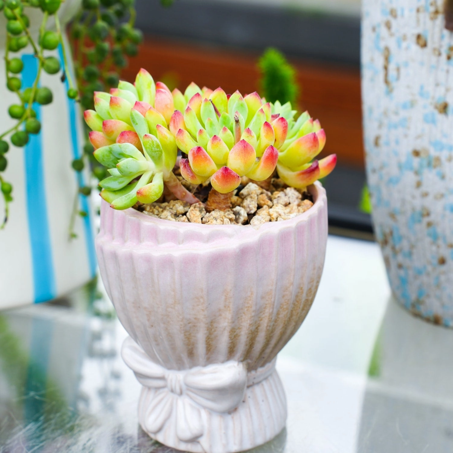 Echeveria cv. Blue Apple/ Blue Elf (4 inch)