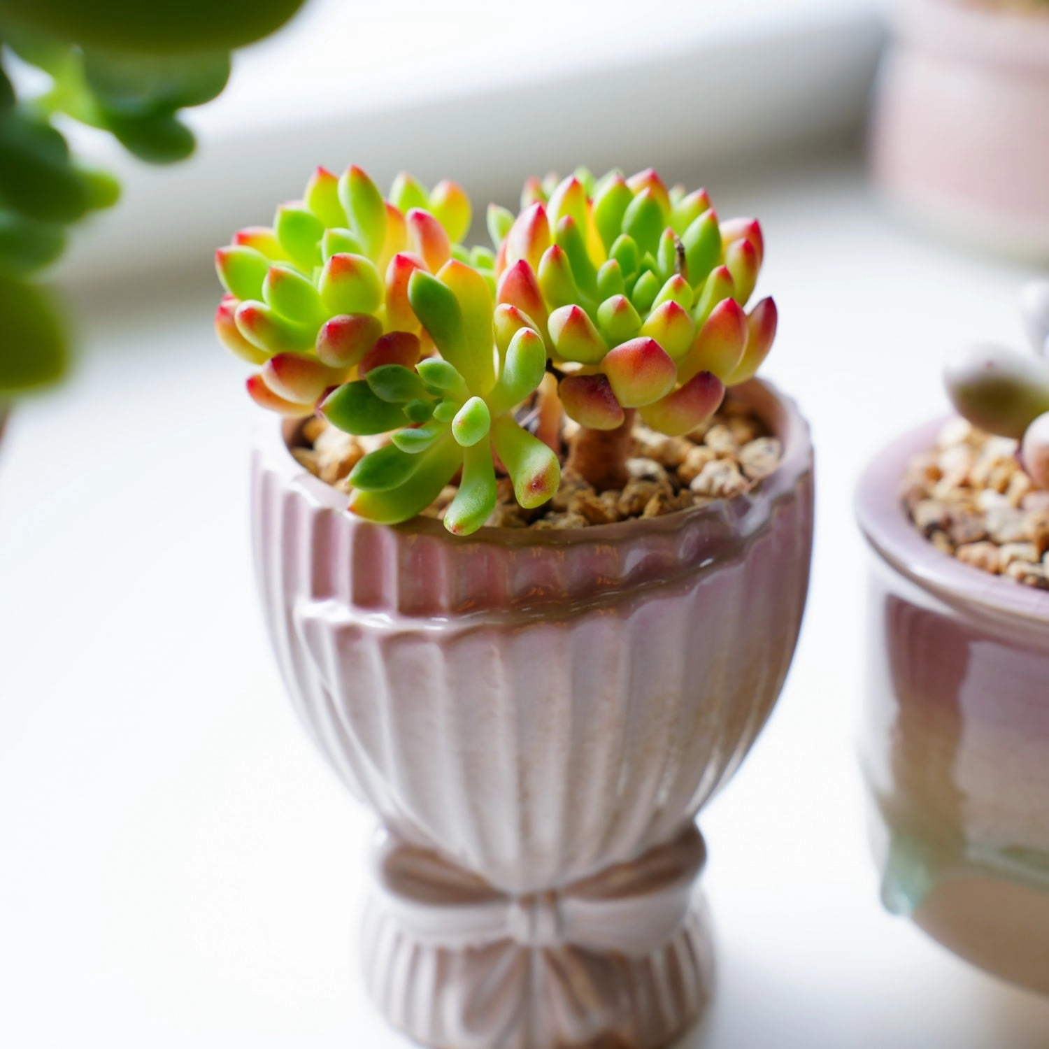 Echeveria cv. Blue Apple/ Blue Elf (4 inch)