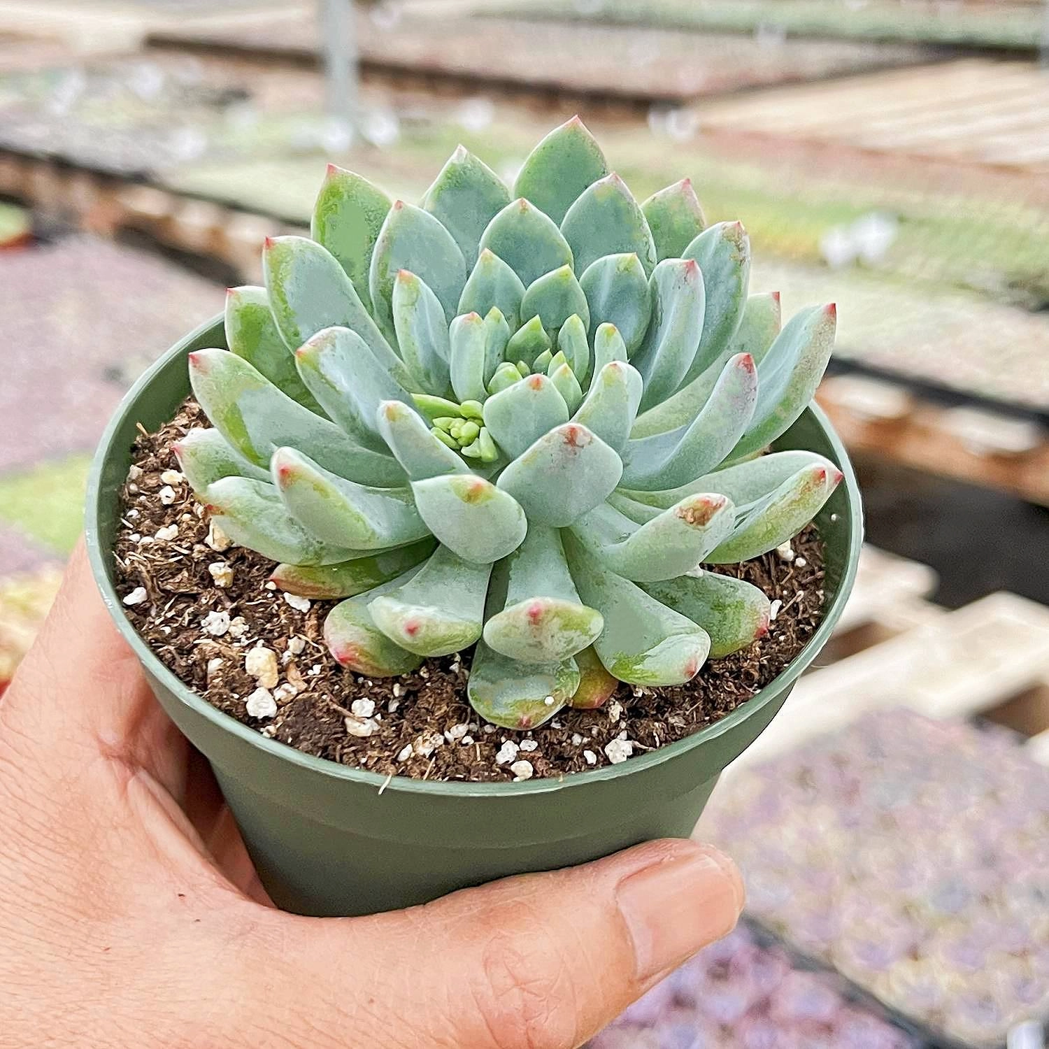 Echeveria cv. Blue Apple/ Blue Elf (4 inch)