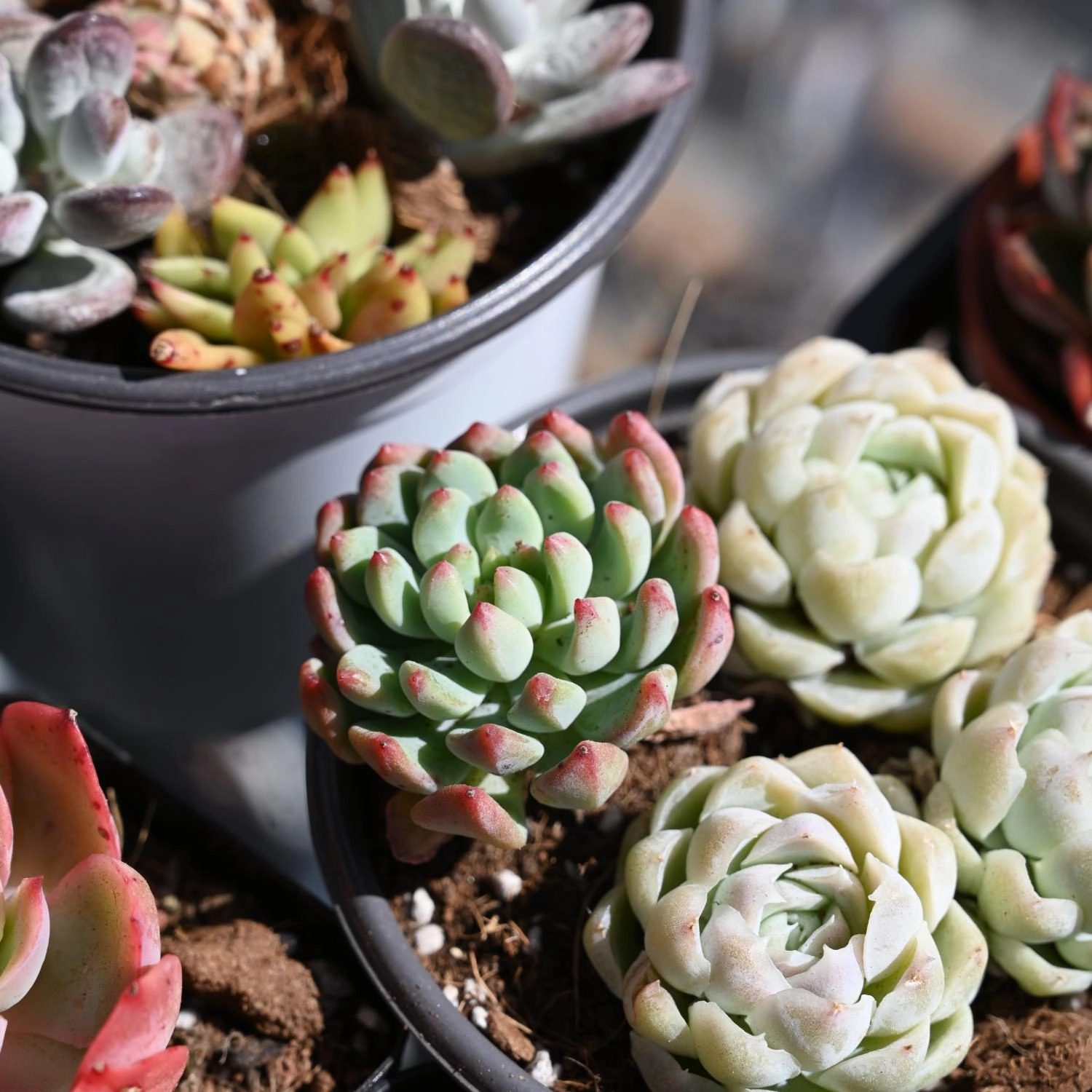 Echeveria cv. Blue Apple/ Blue Elf