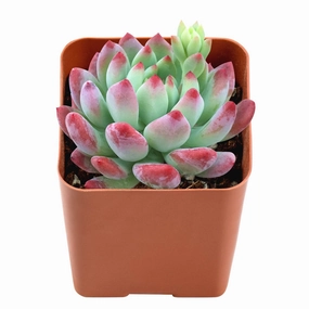 Echeveria cv. Blue Apple/ Blue Elf mini ornamental plant  