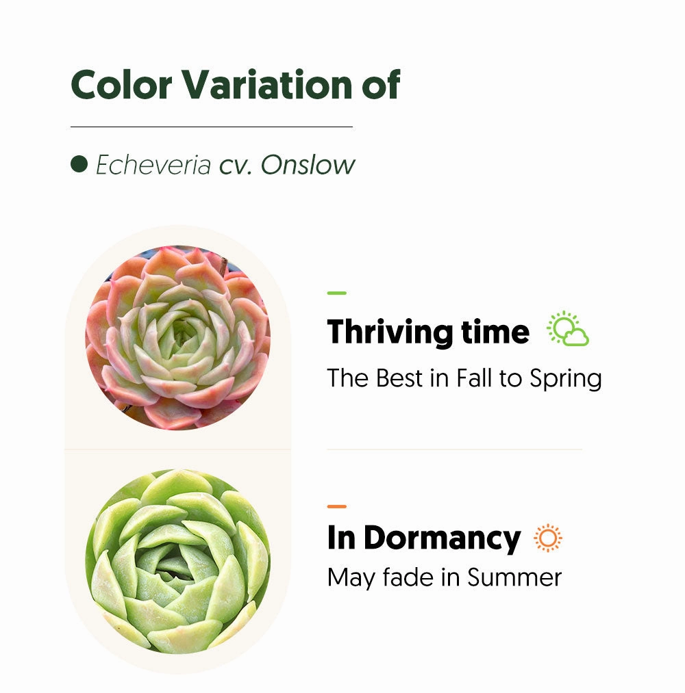 Echeveria cv. Onslow