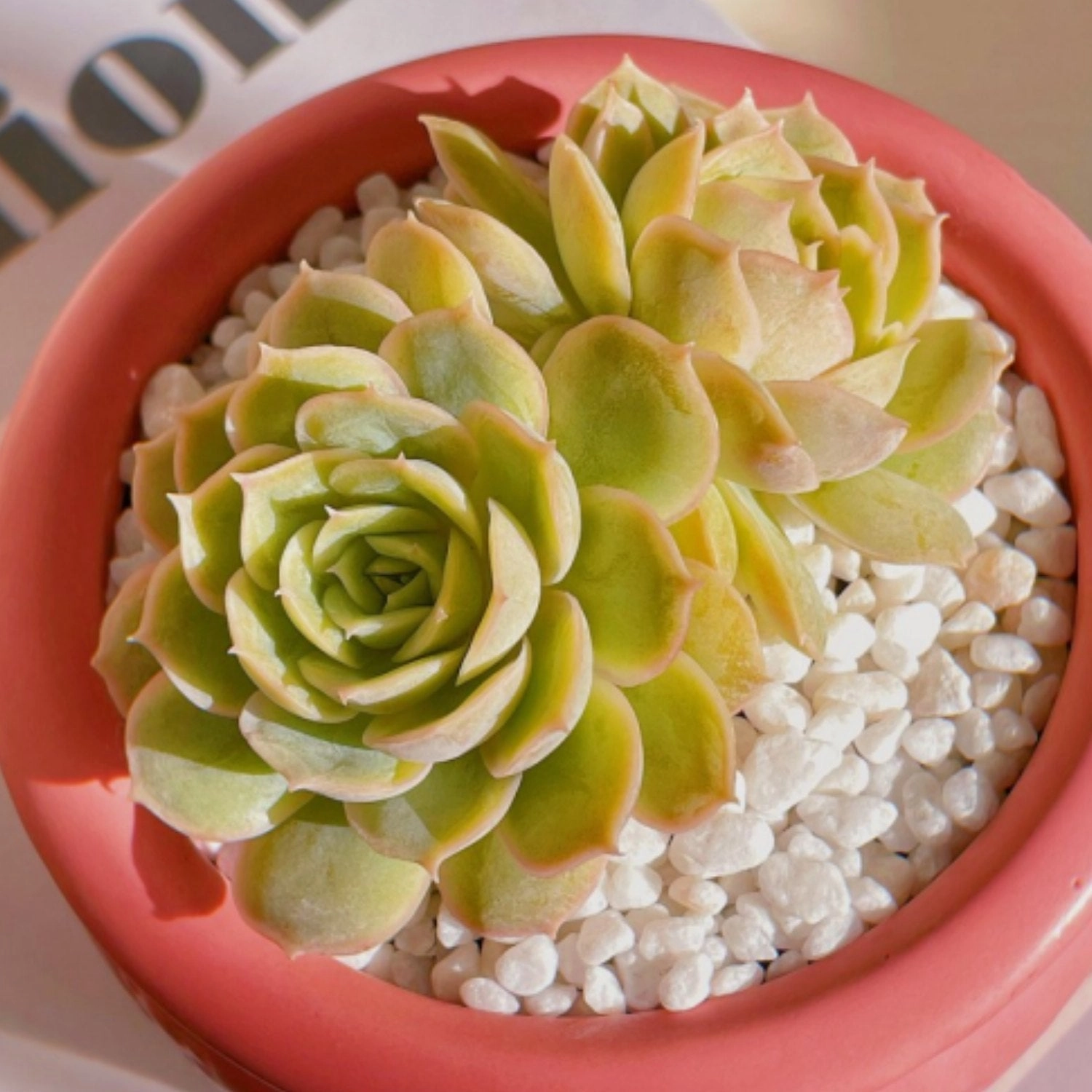 Echeveria cv. Onslow
