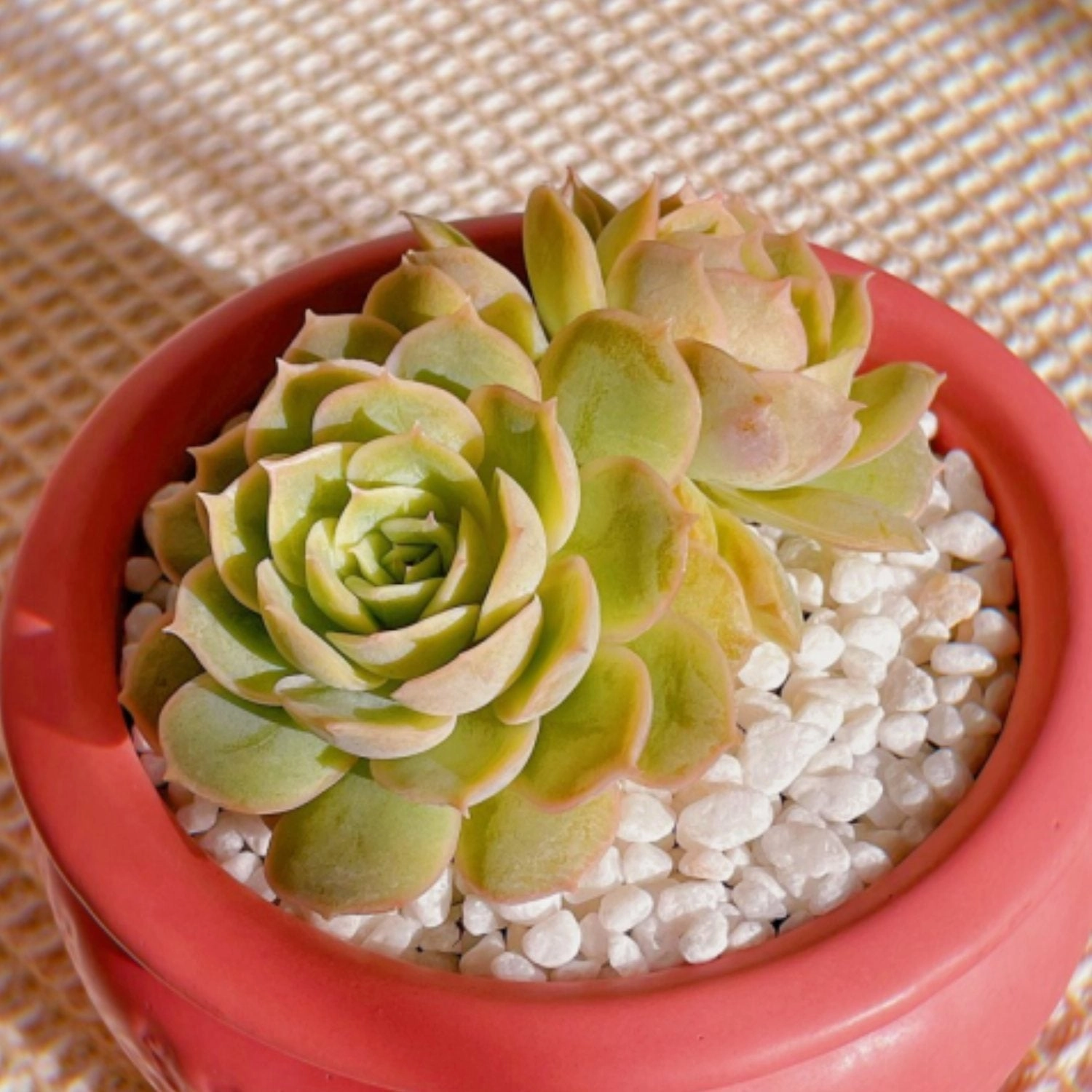 Echeveria cv. Onslow