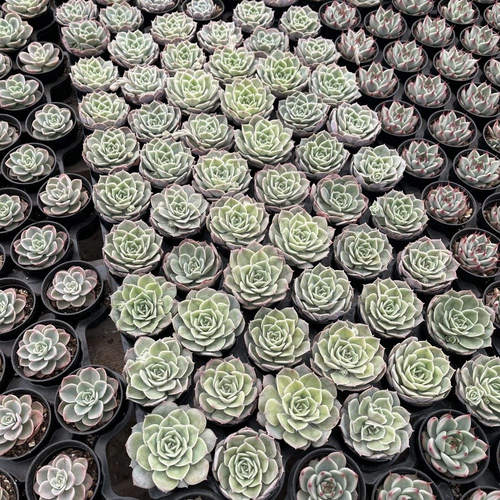 Echeveria cv. Onslow Bulk 54 Tray - 2in Pot