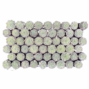 Echeveria cv. Onslow Bulk 54 Tray - 2in Pot mini ornamental plant  