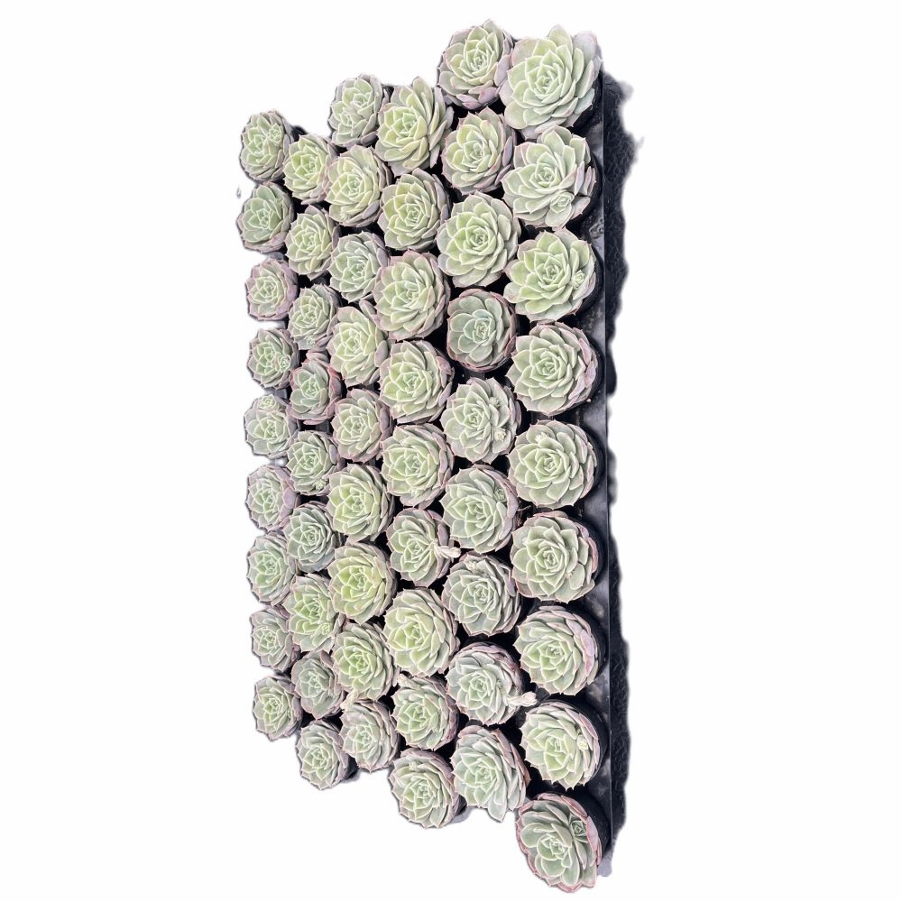 Echeveria cv. Onslow Bulk 54 Tray - 2in Pot