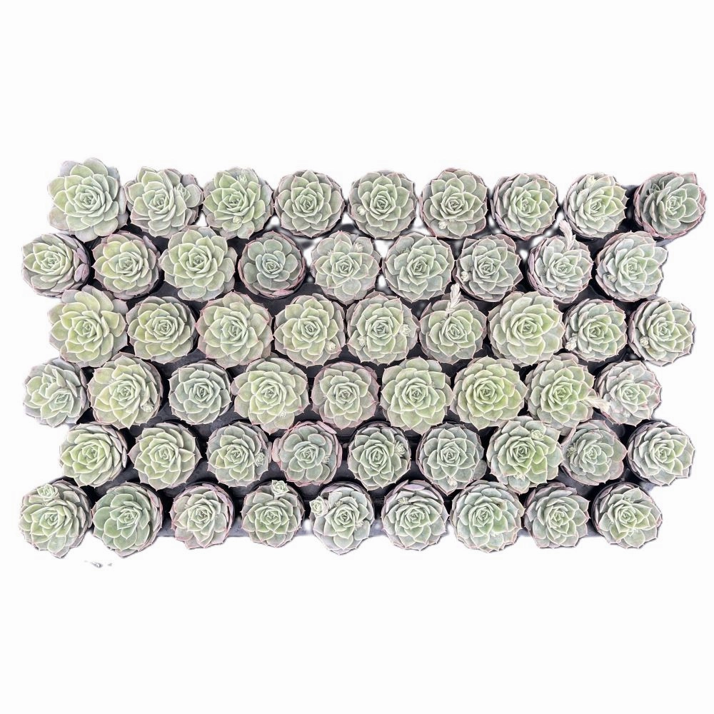 Echeveria cv. Onslow Bulk 54 Tray - 2in Pot mini ornamental plant  