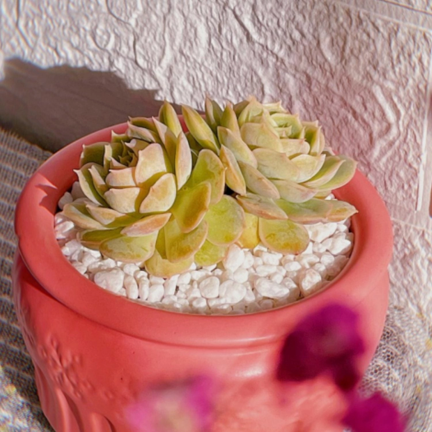 Echeveria cv. Onslow