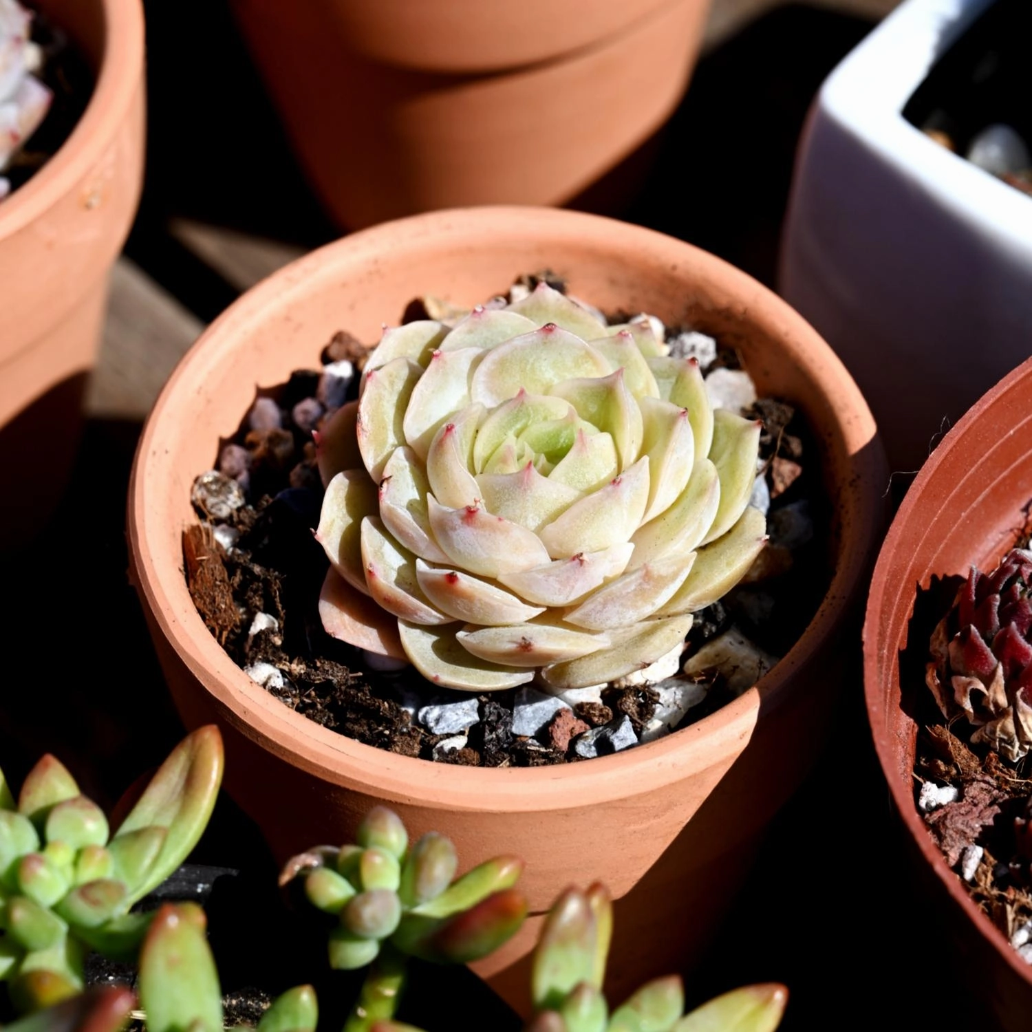 Echeveria cv. Onslow