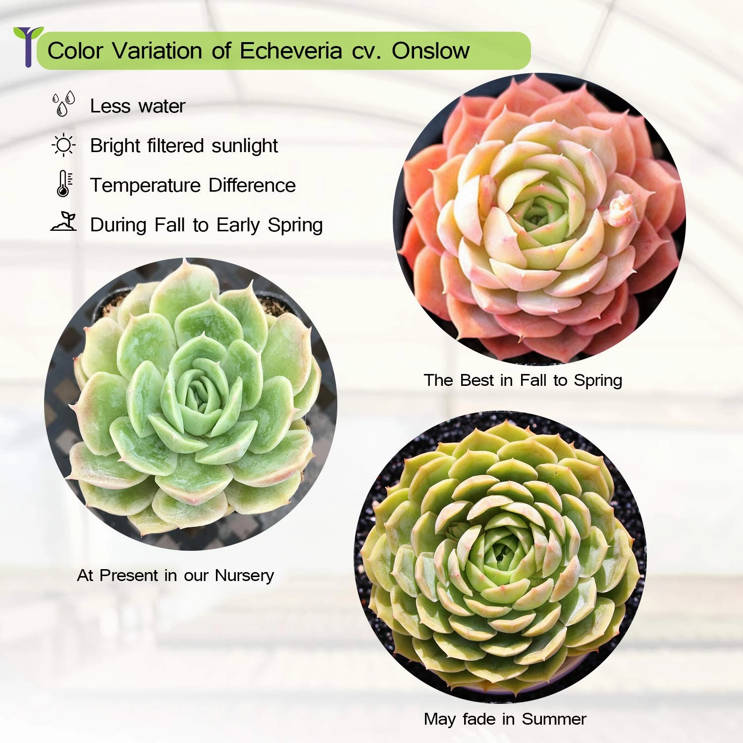 Echeveria cv. Onslow