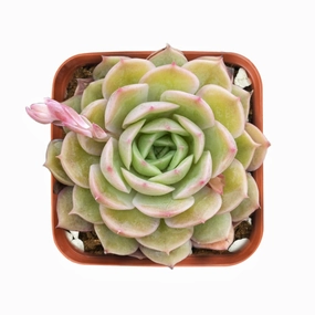 Echeveria cv. Onslow mini ornamental plant  