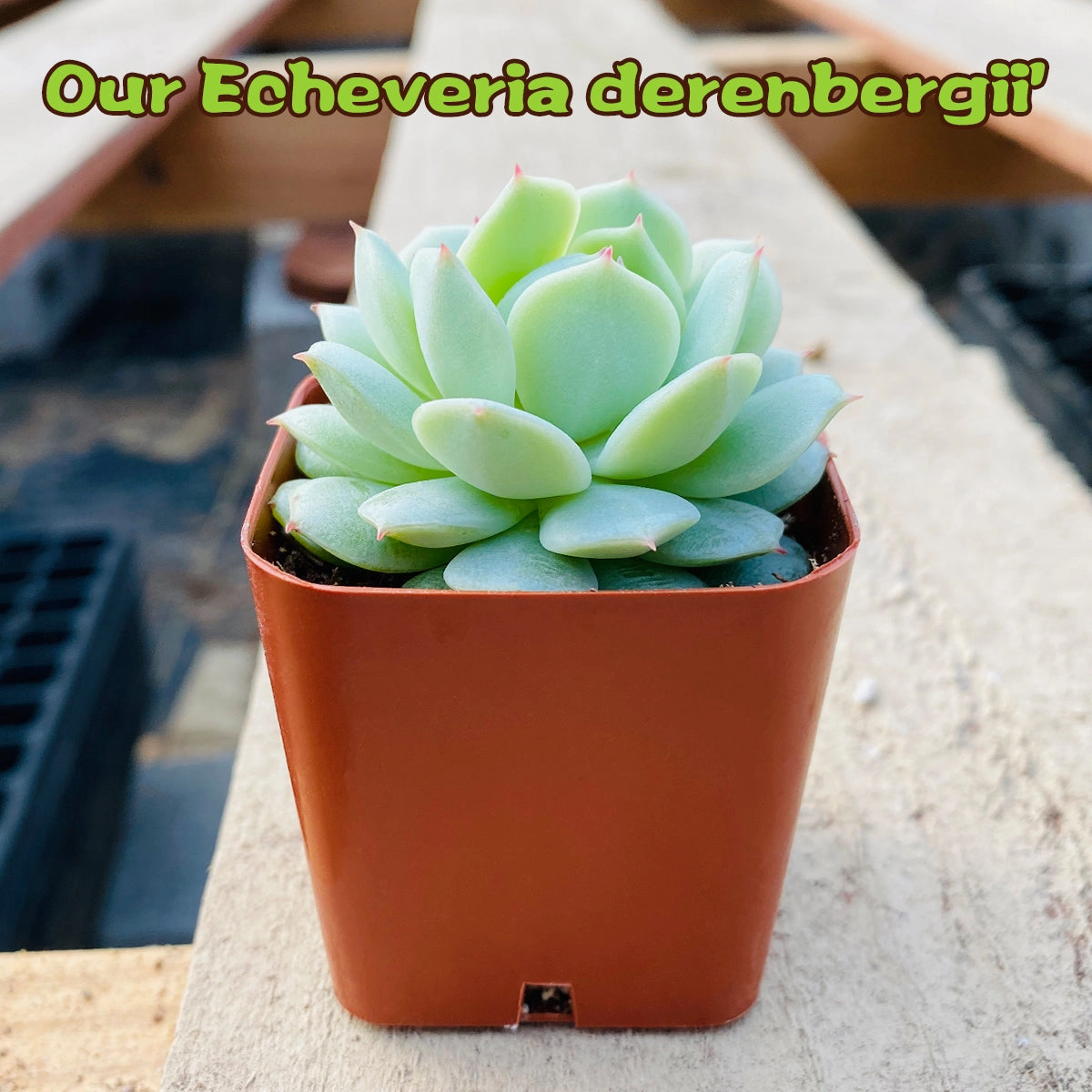 Echeveria Derenbergii Hybrid
