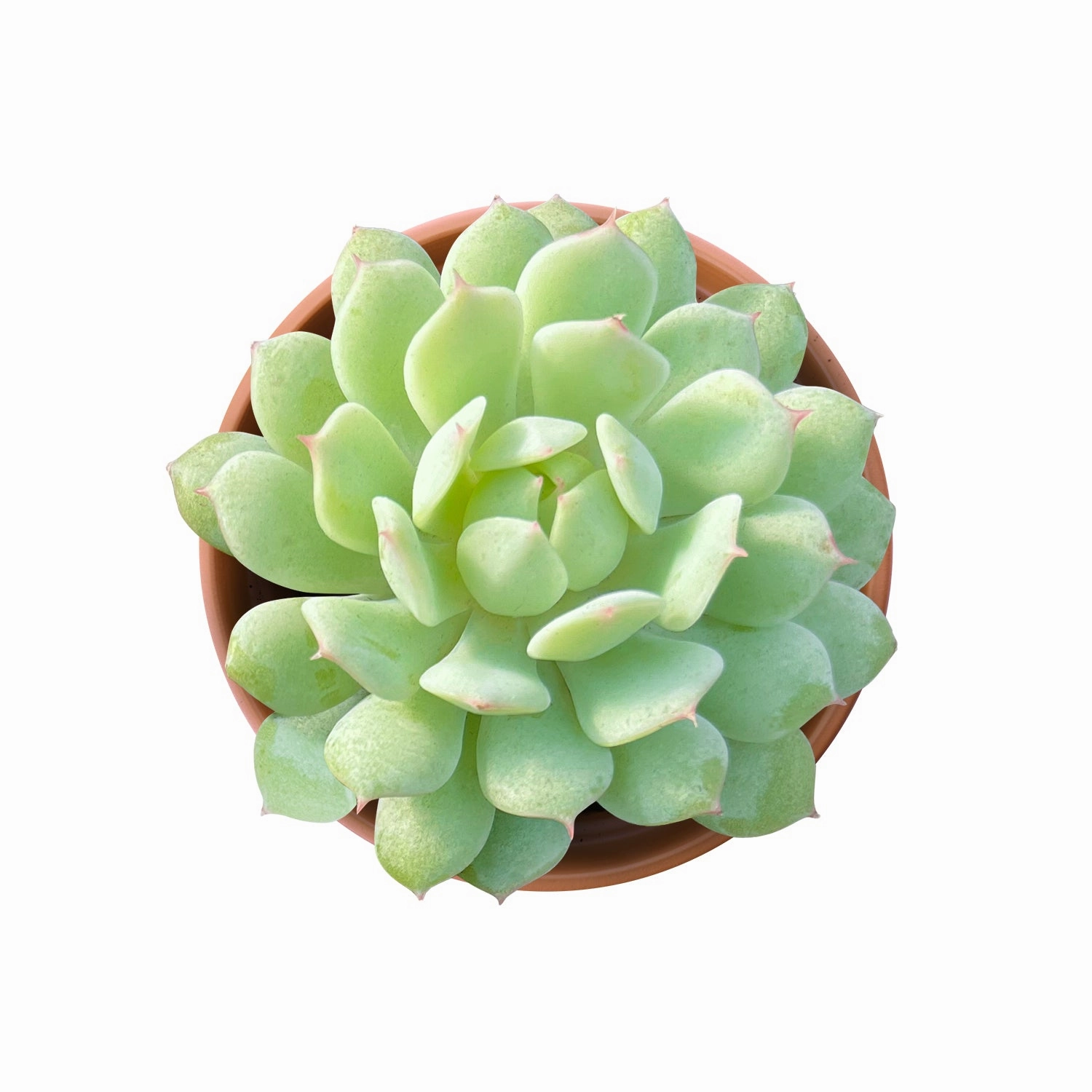 Echeveria Derenbergii Hybrid (4 inch)