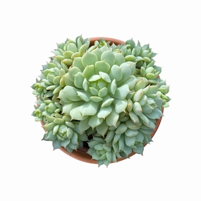 Echeveria Derenbergii Hybrid (4 inch) mini ornamental plant  
