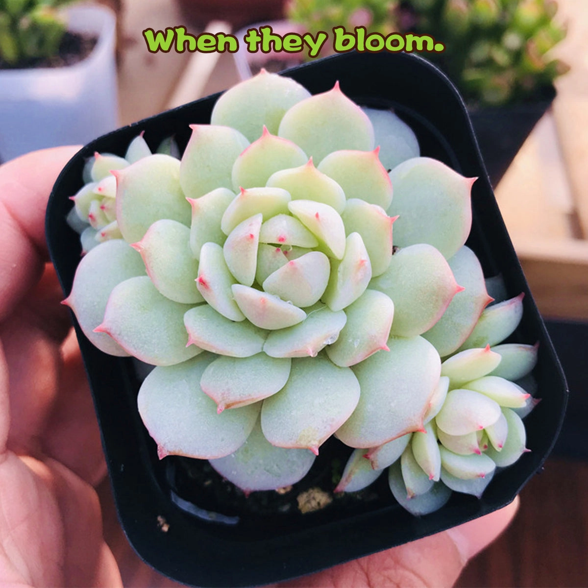 Echeveria Derenbergii Hybrid