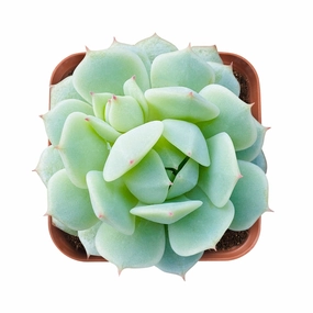 Echeveria Derenbergii Hybrid mini ornamental plant  
