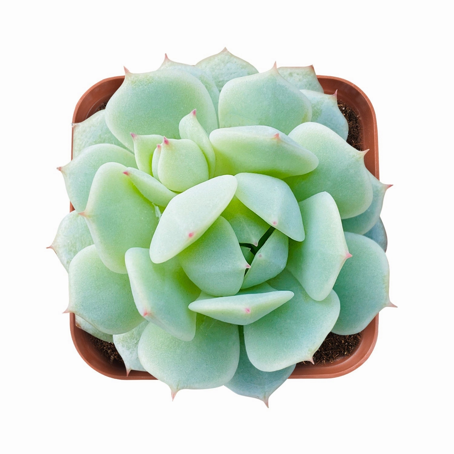 Echeveria Derenbergii Hybrid mini ornamental plant  