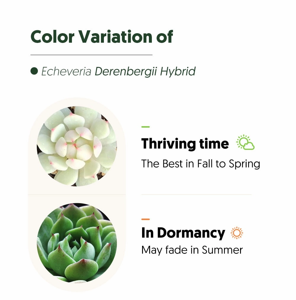 Echeveria Derenbergii Hybrid