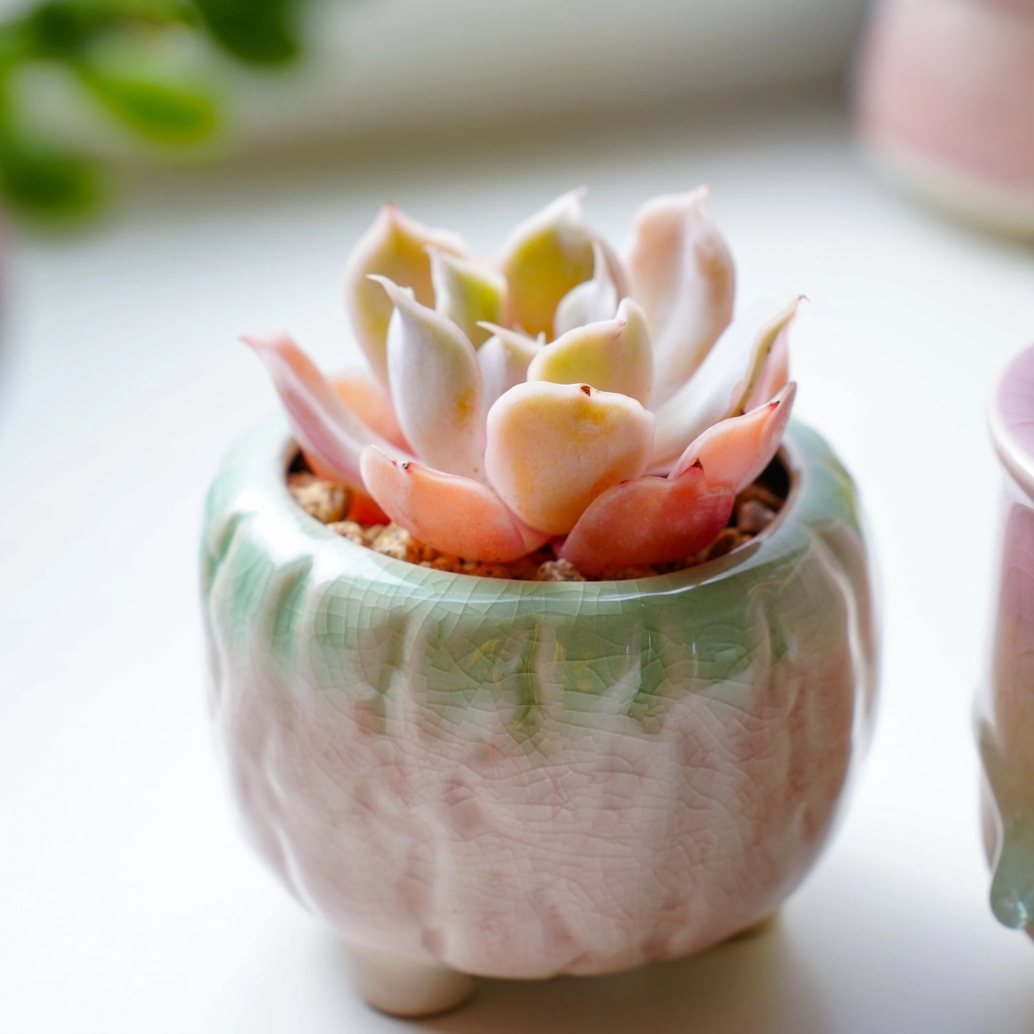 Echeveria Desert Camels (Rare)