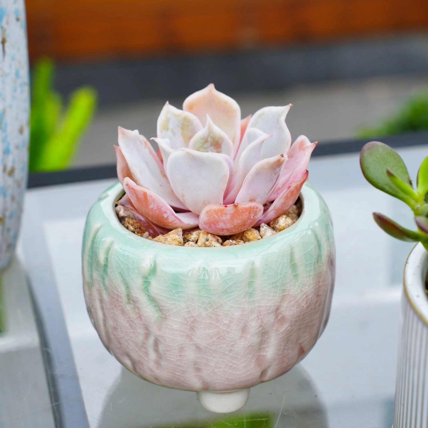 Echeveria Desert Camels (Rare)