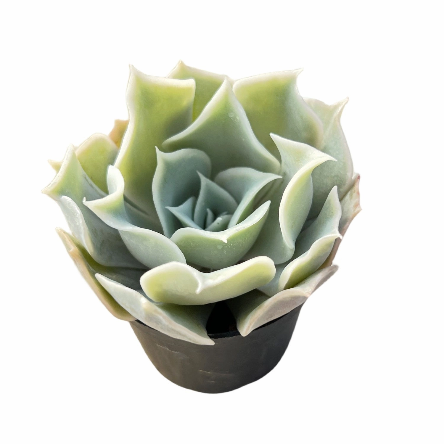 Echeveria Desert Camels (Rare)