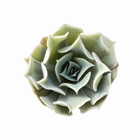 Echeveria Desert Camels (Rare) mini ornamental plant  