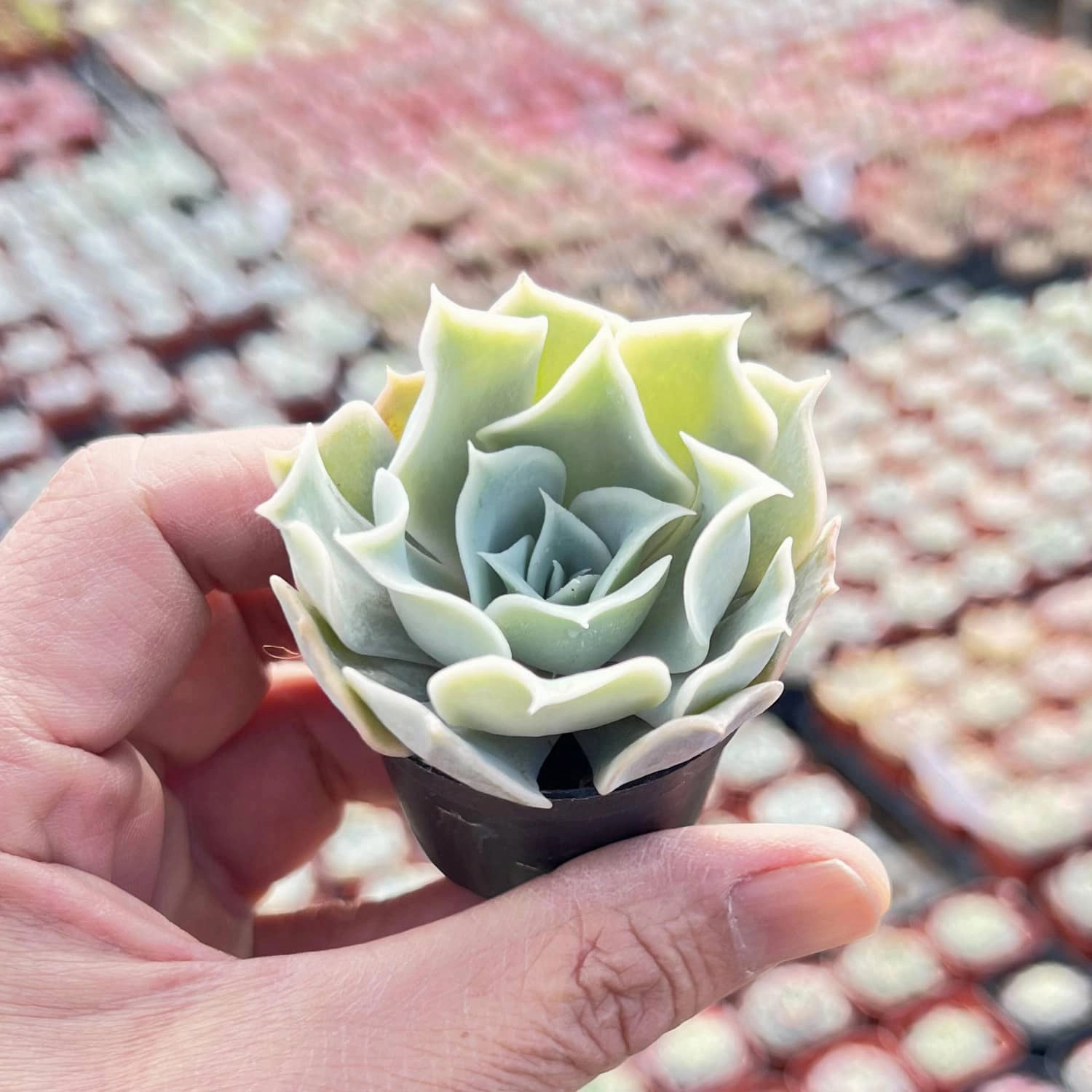 Echeveria Desert Camels (Rare)