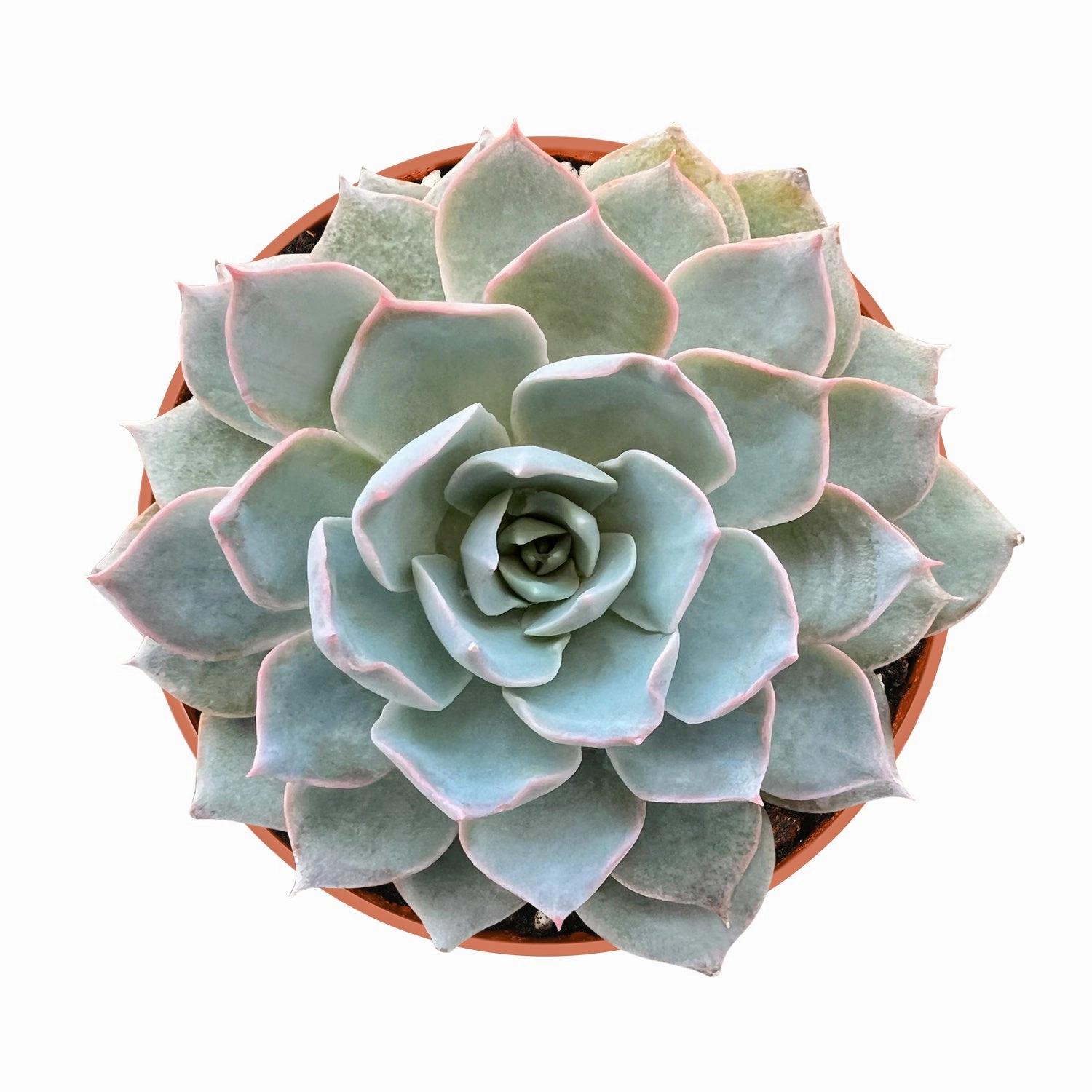 Echeveria Desmetiana de Smelt (4 inch) mini ornamental plant  