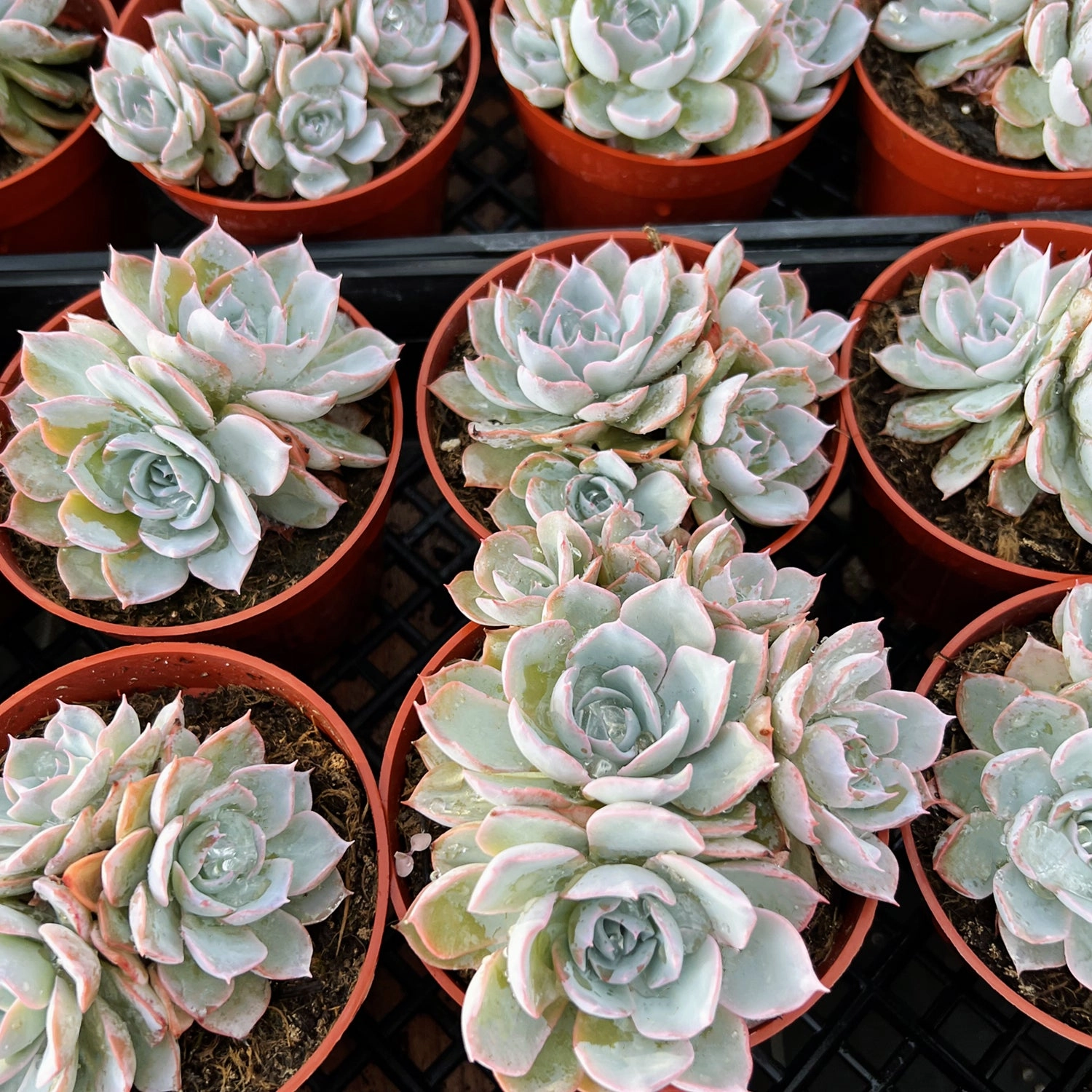 Echeveria Desmetiana de Smelt (4 inch)