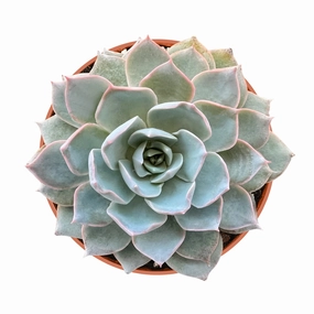 Echeveria Desmetiana de Smelt (4 inch) mini ornamental plant  