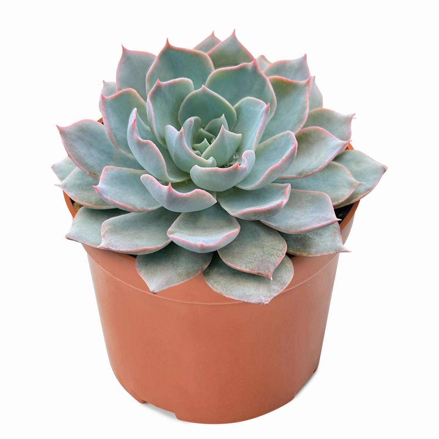 Echeveria Desmetiana de Smelt (4 inch)