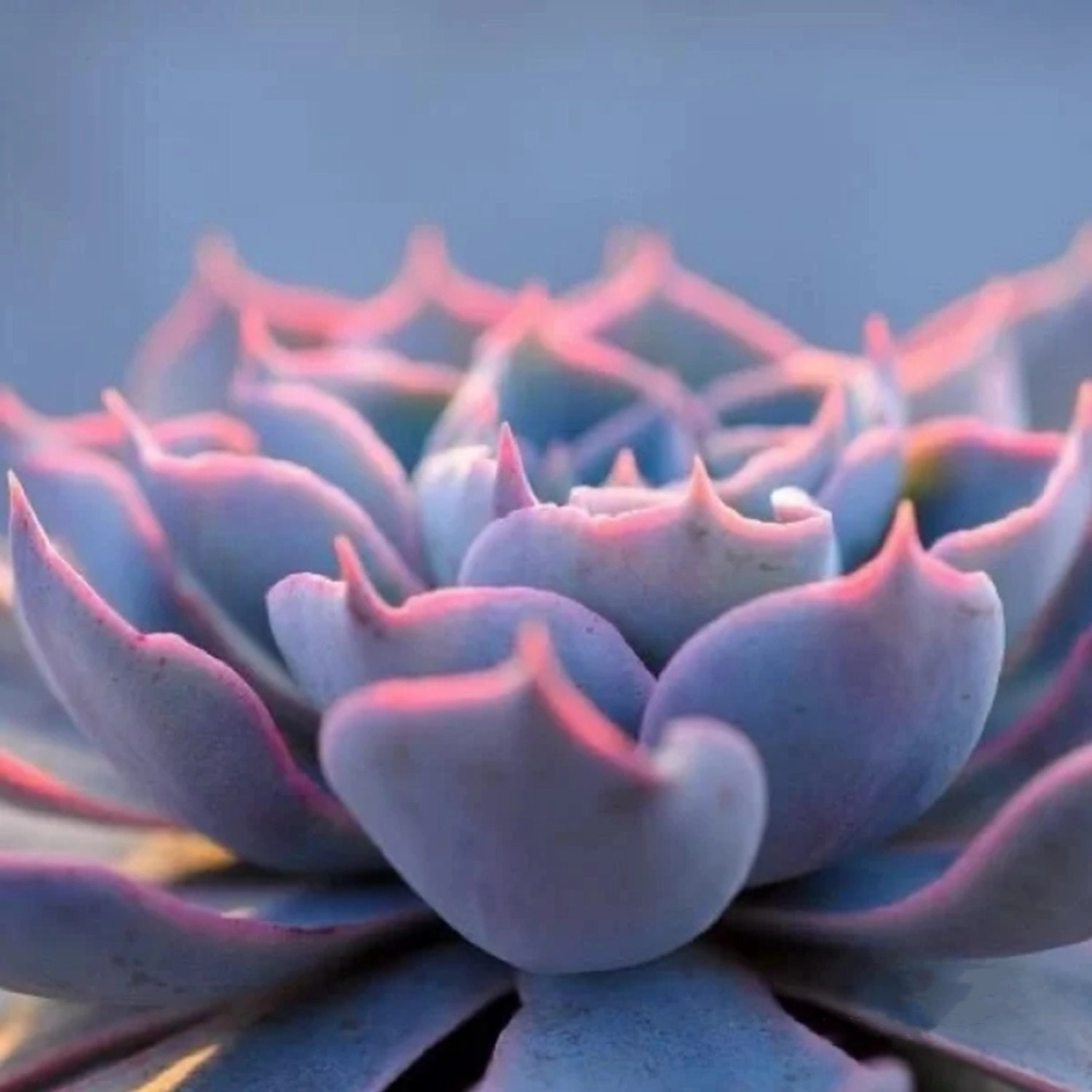 Echeveria Desmetiana de Smelt
