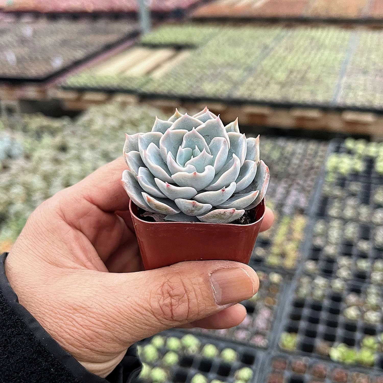 Echeveria Desmetiana de Smelt