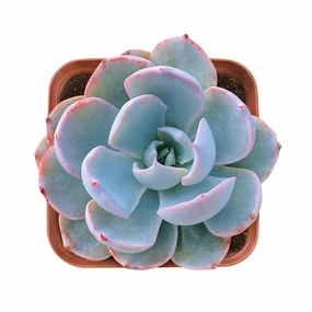 Echeveria Desmetiana de Smelt mini ornamental plant  
