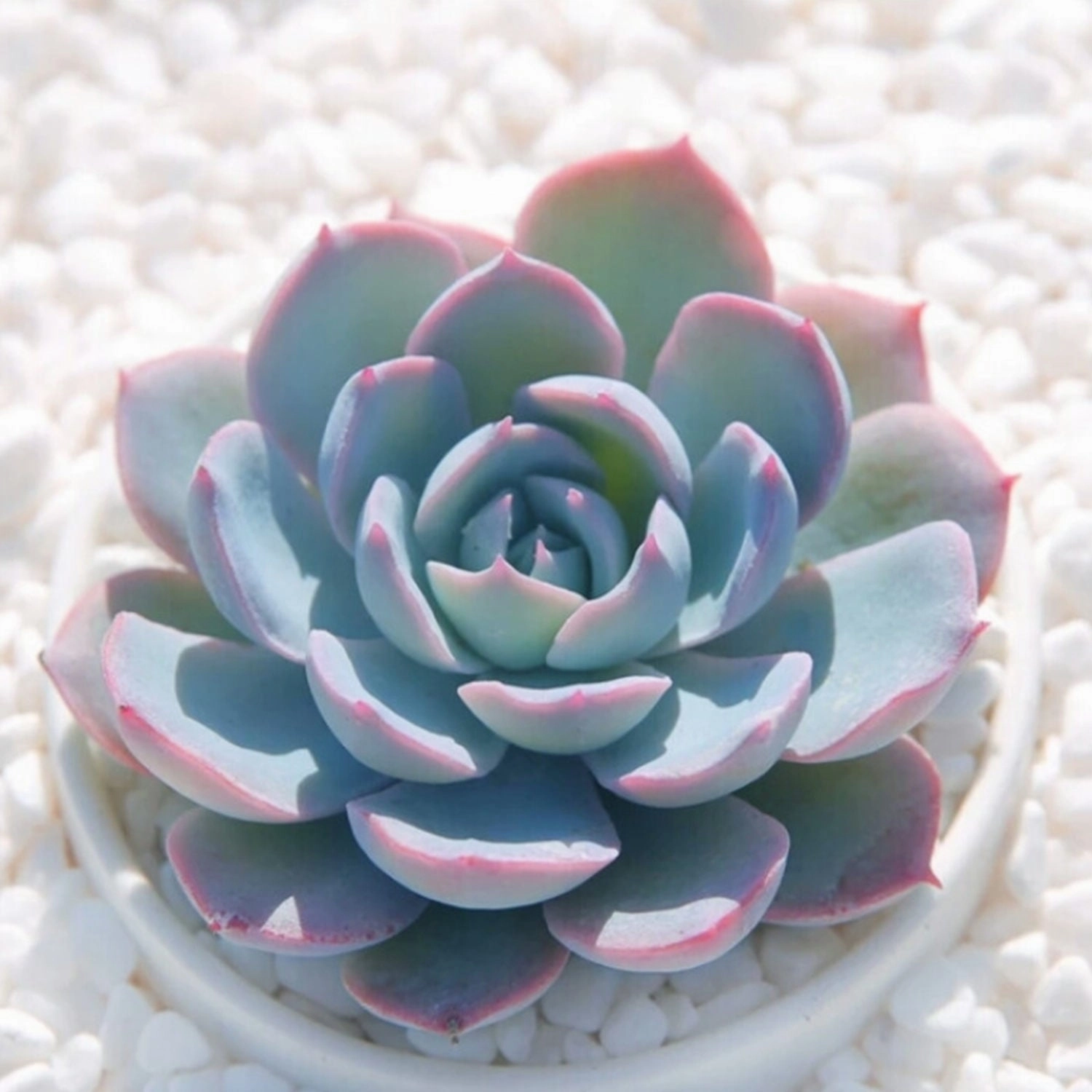 Echeveria Desmetiana de Smelt