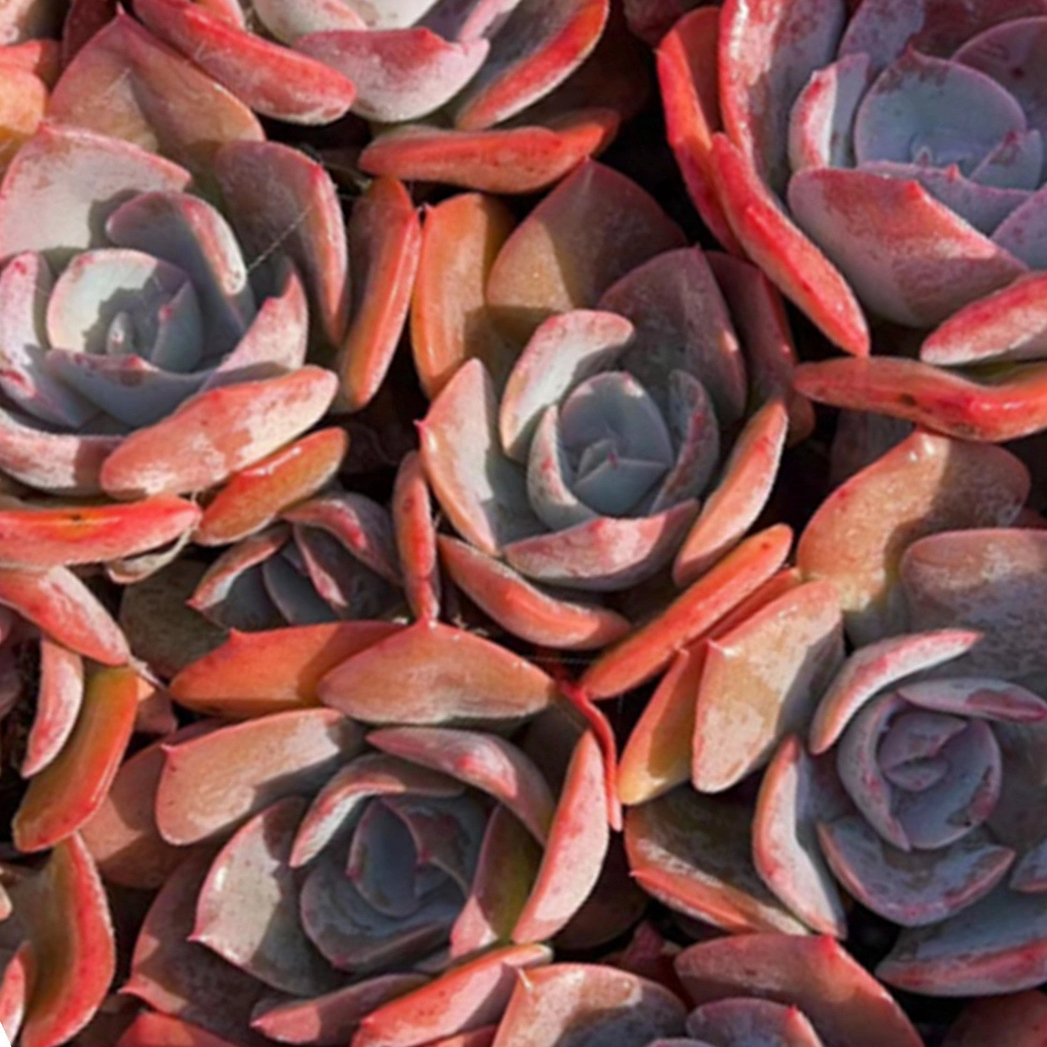 Echeveria Dusty Rose