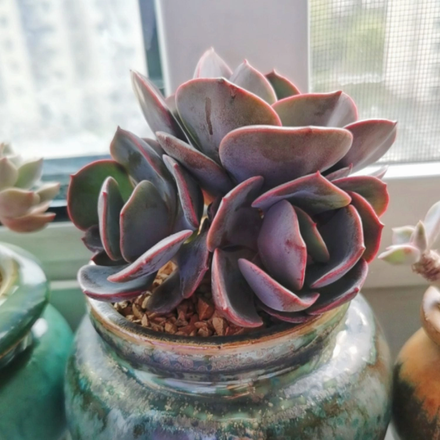 Echeveria Dusty Rose (4 inch)
